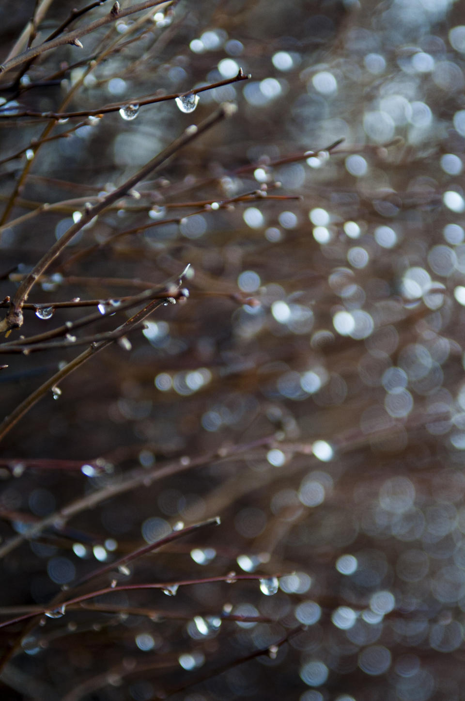 I lived in Vancouver for many years, so I am used to a lot of rain. But I learned to appreciate the beauty of that rain, even on a cold, wet winter day like this one. There is so much to be found in a barren bush in its dormant winter state decorated with dancing droplets.