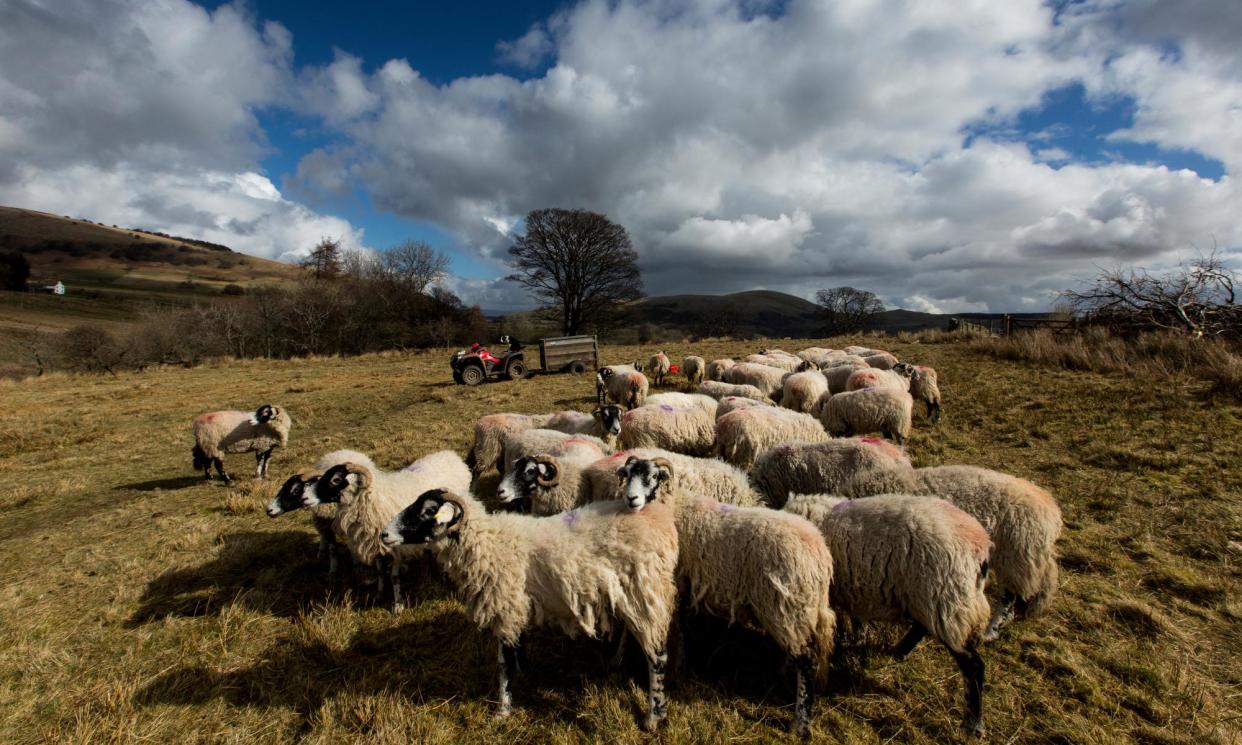 <span>The Lib Dems Tim Farron said the revelations showed the ‘government know full well their diabolic rollout of new payments has been a disaster for upland farmers’.</span><span>Photograph: Christopher Thomond/The Guardian</span>