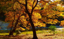 <p>Texas may not be known as a fall foliage hot spot, but there are some incredible places to view the changing of the seasons. For a perfect fall road trip, head to the Lost Maples Natural Area, about two hours from San Antonio. Head out on Route 83 toward Vanderpool for a fall road trip, East Texas style. Check the park’s <a rel="nofollow noopener" href="http://tpwd.texas.gov/state-parks/lost-maples/foliage-reports" target="_blank" data-ylk="slk:Fall Foliage Report;elm:context_link;itc:0;sec:content-canvas" class="link ">Fall Foliage Report</a> to find out whether the area’s maple trees, red oaks, cypress, and sycamores have started to flash their colors along the Sabinal River.</p>