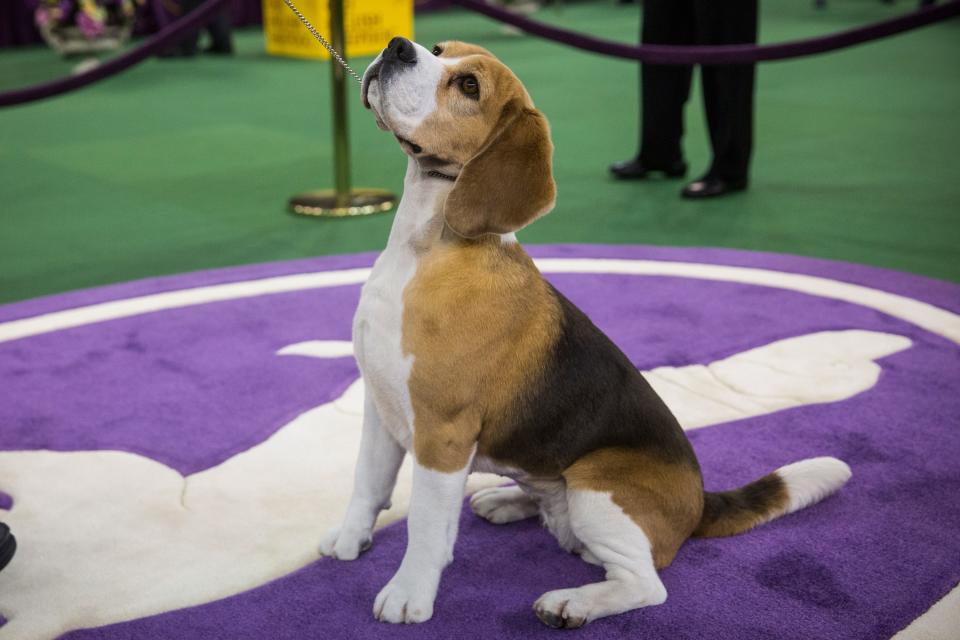 2015: Tashtins Lookin For Trouble, a 15-inch Beagle. 