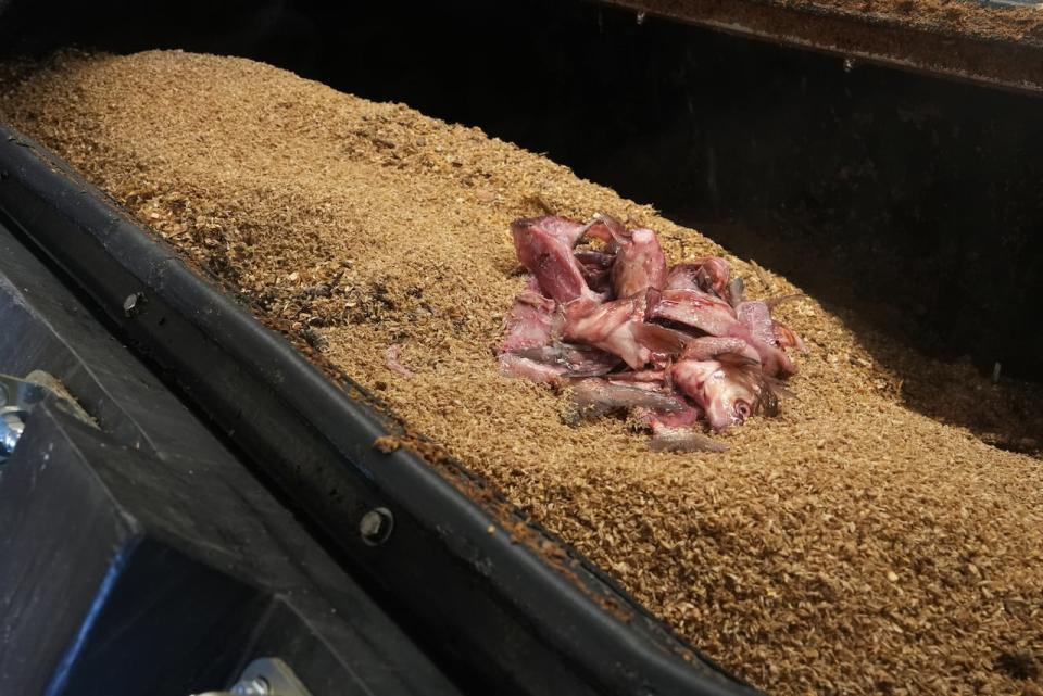 Fish scraps on a bed of spent grain inside the in-vessel composter. 