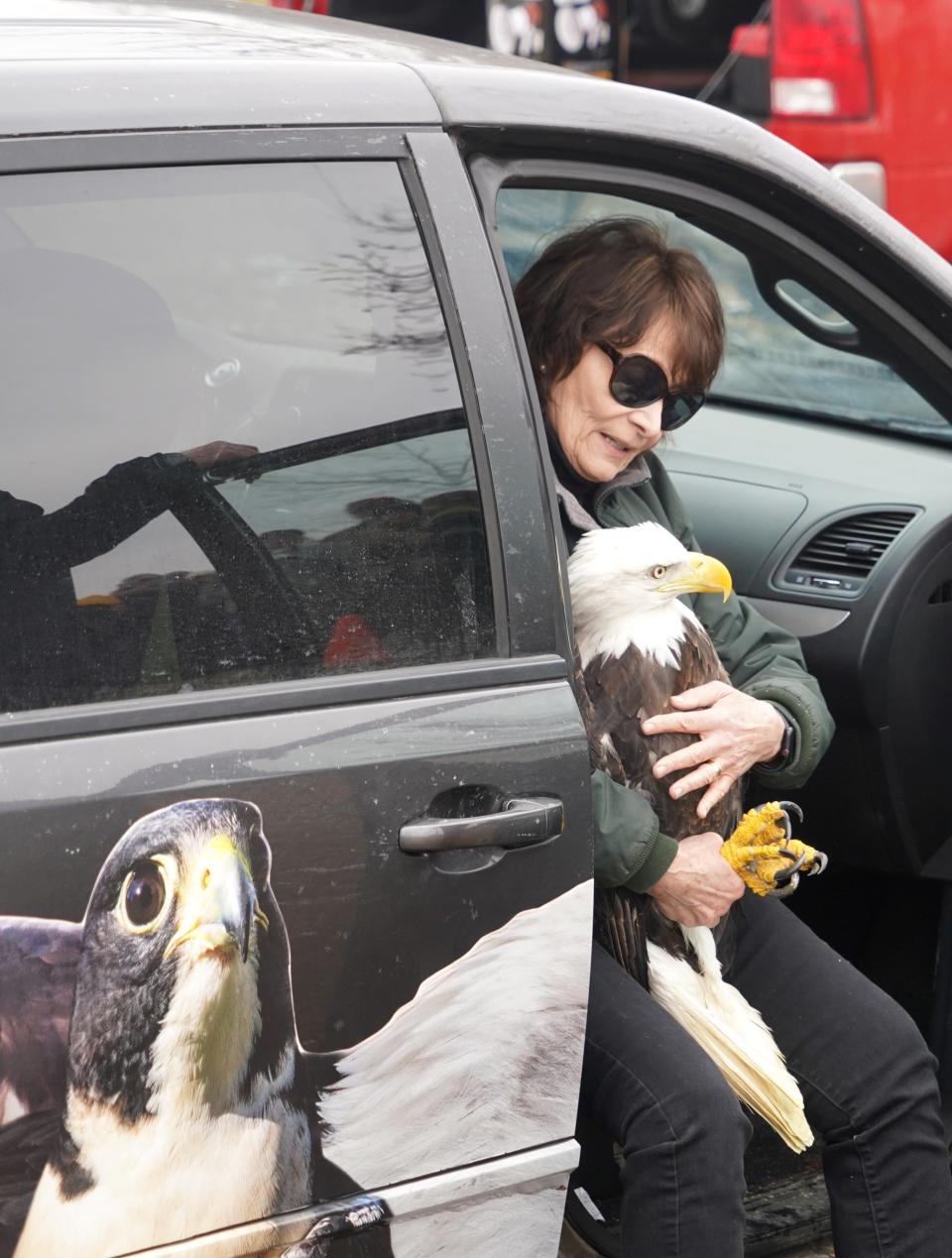 Marge Gibson, executive director of Raptor Education Group, Inc. (REGI) of Antigo, arrives Jan. 6, 2023 carrying a bald eagle destined to be released at Prairie du Sac. The eagles had been rehabilitated from injuries or illnesses at REGI.