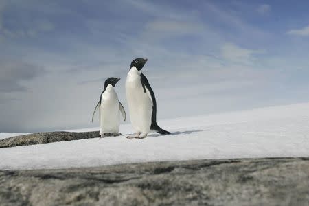 A pair of Adelie penguins are pictured at Cape Denison, Commonwealth Bay, East Antarctica, December 28, 2009. REUTERS/Pauline Askin/File Photo