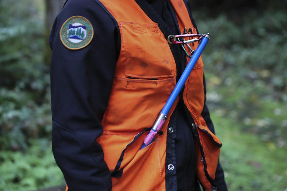 An increment borer attaches to a vest worn by Christine Buhl, a forest health specialist for the Oregon Department of Forestry, after taking tree core samples at Magness Memorial Tree Farm in Sherwood, Ore., Wednesday, Oct. 11, 2023. (AP Photo/Amanda Loman)