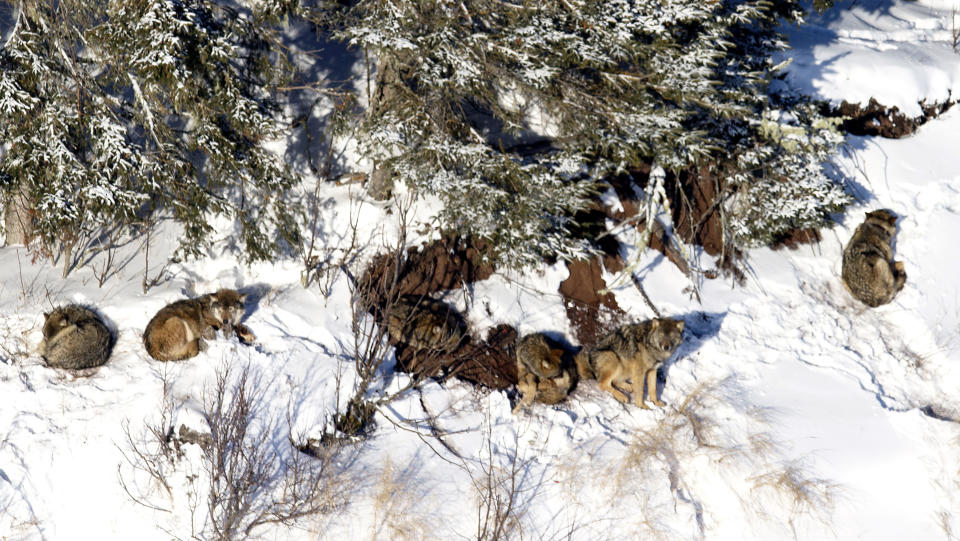 In this 2014 photo provided by Rolf Peterson at least two of three wolf pups, center, who survived the winter are documented on Isle Royale in northern Michigan by long-time researchers who track the wolves every winter by airplane. While the new pups brought the island's struggling wolf population to 11, researchers said Tuesday, Feb. 25, 2014 that one of the few remaining gray wolfs from the island was found dead earlier this month in northeastern Minnesota after escaping to the mainland across a Lake Superior ice bridge. (AP Photo/Courtesy Rolf Peterson)