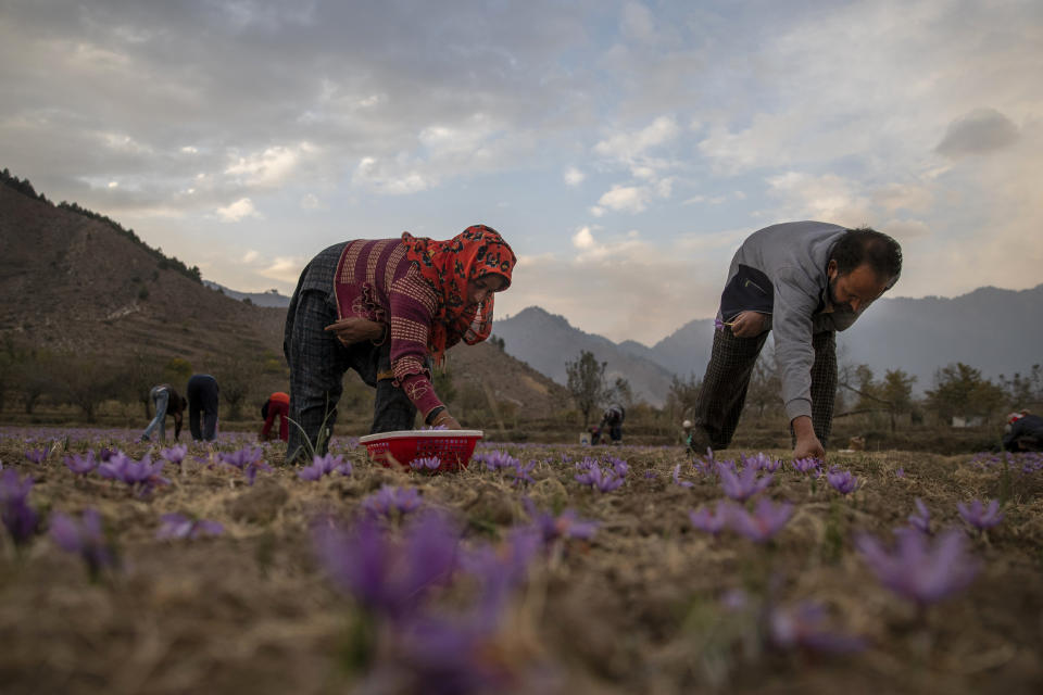 Kashmiri farmers pluck crocus flowers, the stigma of which produces saffron, on a farm in Khrew, south of Srinagar, Indian controlled Kashmir, Saturday, Oct. 31, 2020. Farmers separate purple petals of the flowers by hand and, from each of them, come out three deep crimson-colored stigmas, one of the most expensive and sought-after spice in the world called saffron, also known as “the golden spice." Across the world, saffron is used in multiple products ranging from medicine, beauty and food. A kilogram (2.2 pounds) of saffron can easily sell anywhere between $3,000 to $4,000. (AP Photo/Dar Yasin)