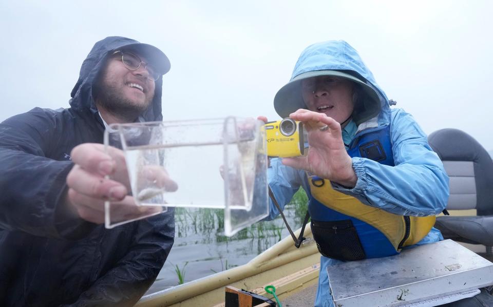 Valerie Brady (right), an Aquatic Ecologist and Interim Water Research Program Leader for the Natural Resources Research Institute (NRRI) University of Minnesota Duluth Great Lakes Coastal Wetlands Monitoring Program, takes a photo of a fish as fellow program member Paul Jeffrey holds the tank while sampling plants and invertebrates in the wetlands area near the bay of Green Bay . Every year scientists go out and sample hundreds of fish and bugs around the Great Lakes to assess quality of wetlands.