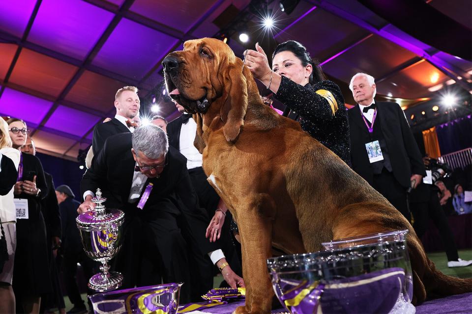 Heather Buehner and Trumpet the Bloodhound sit in the winners circle after winning Best in Show at the annual Westminster Kennel Club dog show at the Lyndhurst Estate on June 21, 2022 in Tarrytown, New York. The 146th Annual Westminster Kennel Club Dog show will feature over 3,500 dogs with over 200 breeds competing in three different competitions. The Best in Show dog was at announced at the conclusion of the event on Wednesday night.