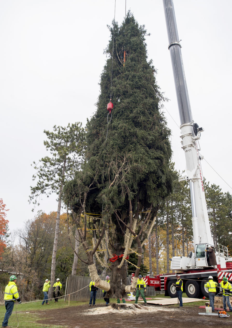 The Norway spruce from Pikeview Road is carefully lifted by a crane after being cut.