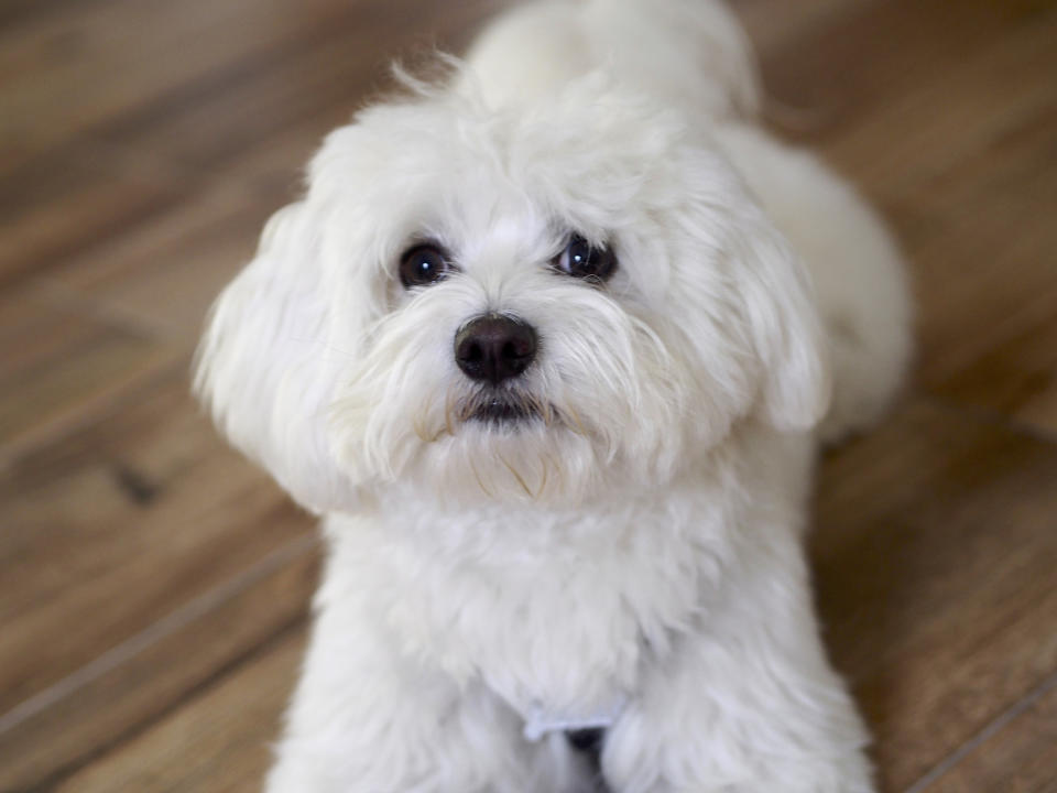 Bichon Maltais (Getty Images/iStockphoto)