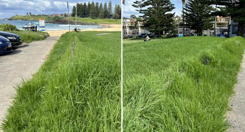 The long grass at the park in Kiama.