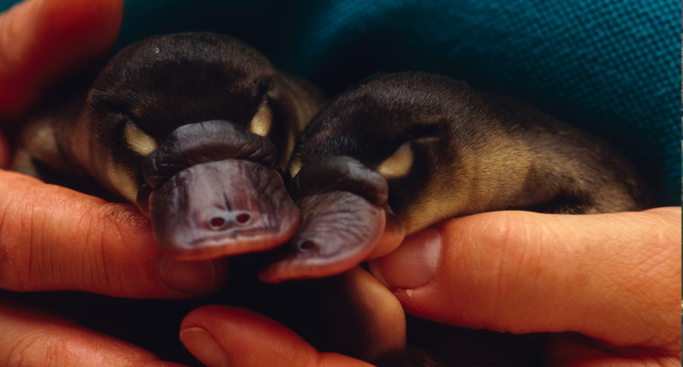 Captive breeding programs could help the platypus survive. Source: Getty