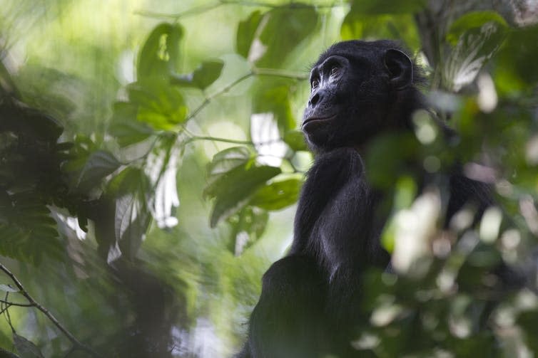 <span class="caption">A flagship species of Salonga National Park, bonobo populations are understudied in 70% of their range.</span> <span class="attribution"><span class="source">Christian Ziegler/LKBP</span>, <span class="license">Author provided</span></span>
