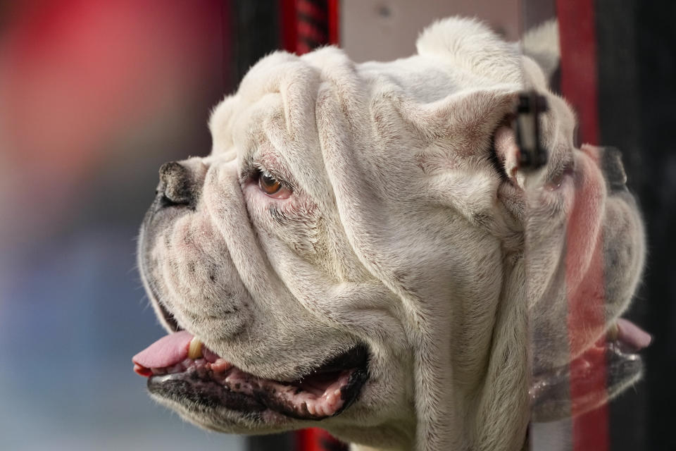 Georgia mascot Uga X peers out from his doghouse on the sideline during during the second half of an NCAA college football game against Georgia Tech Saturday, Nov. 26, 2022 in Athens, Ga. (AP Photo/John Bazemore)