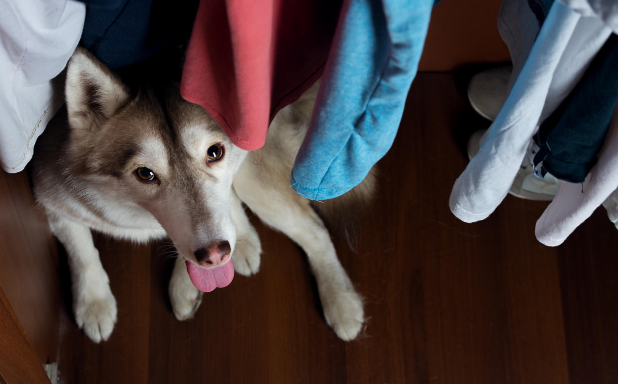 Mystery solved — this is how a dog wears pants