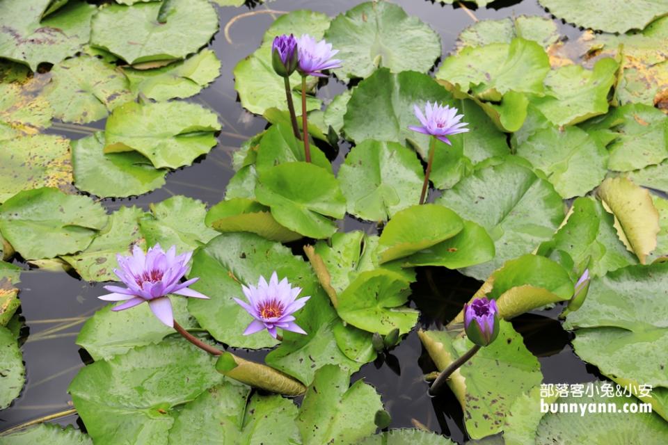 花蓮「蓮城蓮花園」