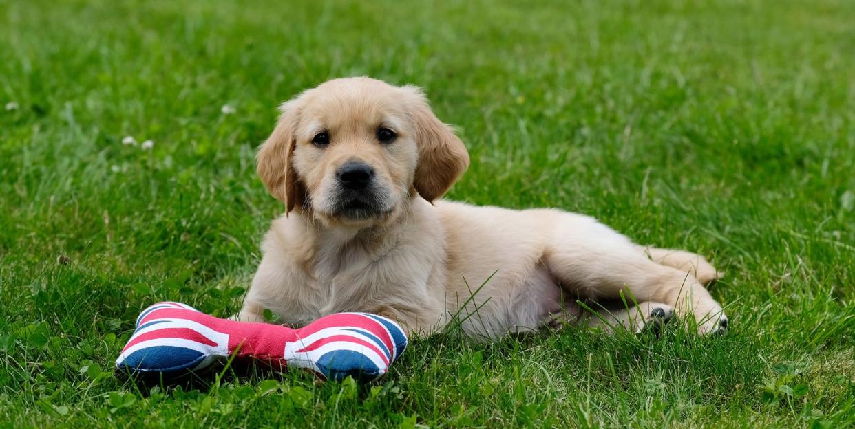 Photo credit: MARTIN TREACY/Guide Dogs