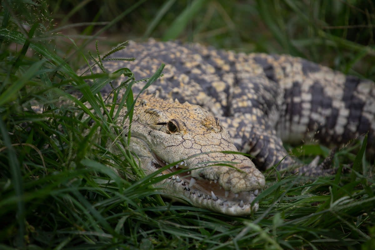 Representational image: Crocodile in Malaysia kills 23-year-old farmer  (Anadolu Agency via Getty Images)