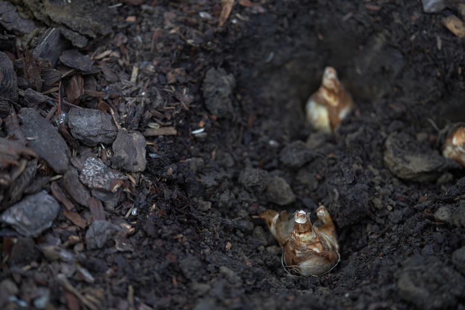 Daffodil bulbs in a hole in the ground