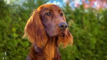 <p> Irish Setters are instantly recognizable by the seemingly permanent grin attach to their faces, and as one of the friendliest dog breeds around, they&#x2019;ll give you plenty to smile about.&#xA0; </p> <p> While they can be a handful at times, and require a good amount of training, they are incredibly sociable, loving to be around other pets, and hating being left alone. While their boisterousness can sometimes prove to be an obstacle, it&#x2019;s never malicious, meaning they are perfectly safe to be included as members of a young family. In short, there&#x2019;s a lot to be said in favor of getting an Irish Setter. </p>