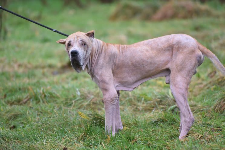 He was rescued by an Oldham animal care centre last month (Mercury Press and Media)