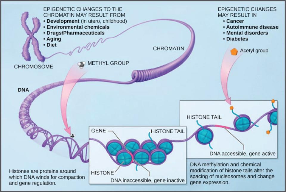 DNA contains molecular patterns that indicate where in the body it came from. <a href="https://commons.wikimedia.org/wiki/File:Figure_16_03_03.jpg" rel="nofollow noopener" target="_blank" data-ylk="slk:CNX OpenStax/Wikimedia Commons;elm:context_link;itc:0;sec:content-canvas" class="link ">CNX OpenStax/Wikimedia Commons</a>, <a href="http://creativecommons.org/licenses/by/4.0/" rel="nofollow noopener" target="_blank" data-ylk="slk:CC BY;elm:context_link;itc:0;sec:content-canvas" class="link ">CC BY</a>