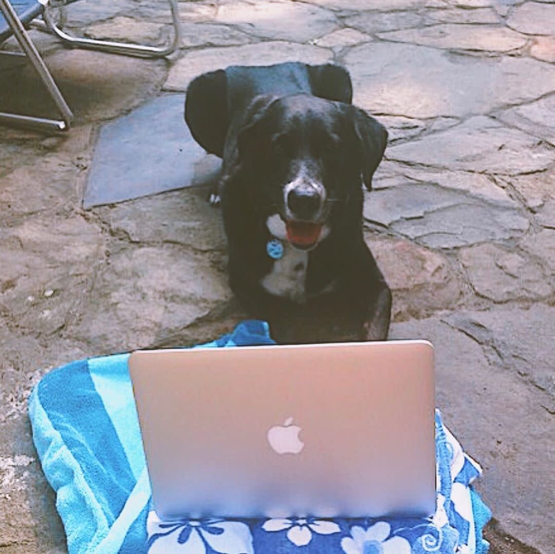 Dog in front of a laptop