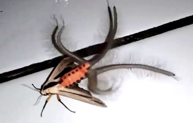 Argh, what is that? Creepy creature filmed in Indonesia