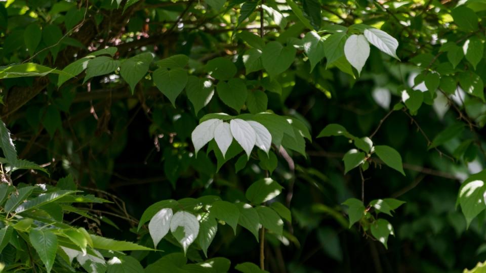 silvervine green and white leaves on vine