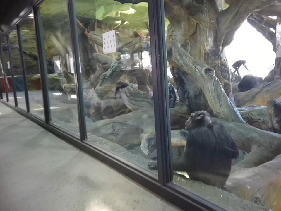 Chimps are held in a barren display case at Bejing Wildlife ParkKarl Ammann