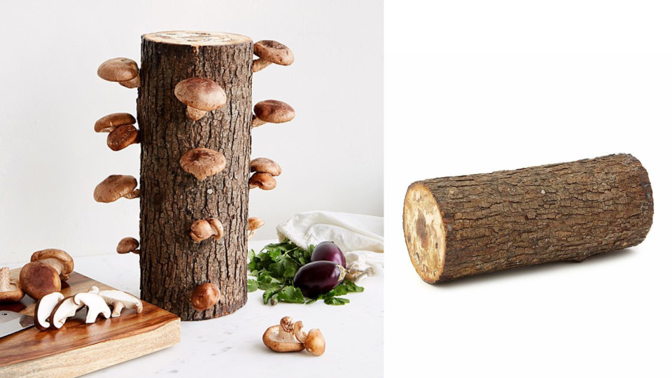 Shiitake Mushroom Log