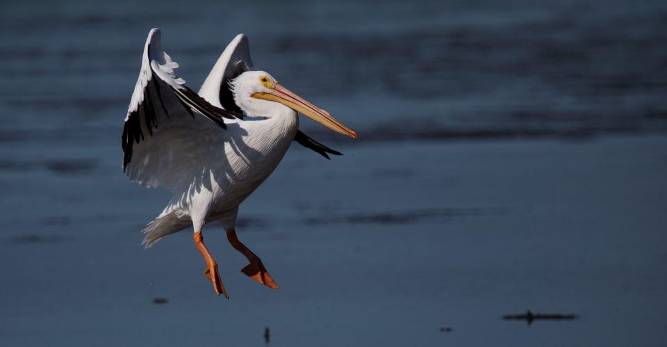 A white pelican comes in for a landing at J.N. “Ding” Darling Wildlife Refuge.