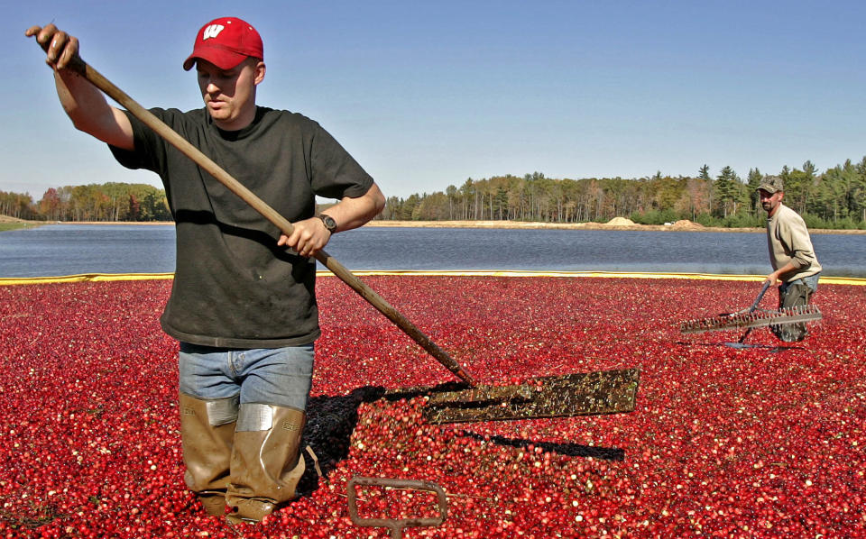 FILE - In a Friday, Oct. 14, 2005 file photo, Jacob Ryan, left, and Trent Lueck use rakes to harvest cranberries, in Pittsville, Wis. Wisconsin is the nation's leading cranberry-producing state. A cranberry festival the same weekend as the Ryder Cup in Wisconsin was recently canceled because of the COVID-19 pandemic.A decision is looming whether to play the Ryder Cup in Wisconsin in September 2020 with fans or even postpone it until next year. (AP Photo/Morry Gash, File)