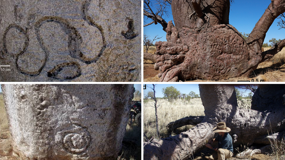 Four close up images of Indigenous carvings on boabs.