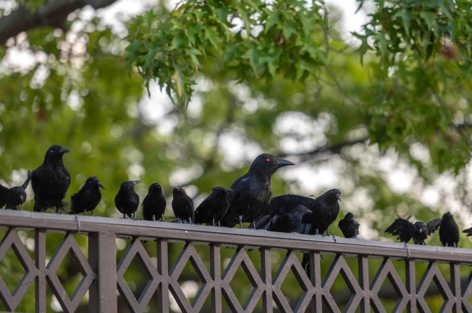 Decorative red-eyed ravens perch along the rail on the back deck of Cafe Trio east of Mill Creek Park.