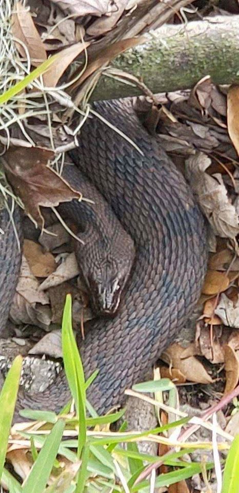 The snakes have been identified as native Brown water snakes, which are generally placid. Source: Facebook/City of Lakeland Parks & Recreation