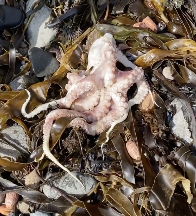 Pictured is a dead octopus on the shore. Source: Instagram/kristy_rozenberg