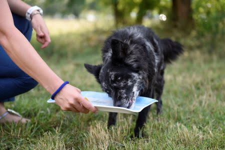 Guba, the 6 year-old Mudi eats during a test trying to find the reasons for obesity at the Ethology Department of the ELTE University in Budapest, Hungary, June 11, 2018. Picture taken June 11, 2018. REUTERS/Tamas Kaszas