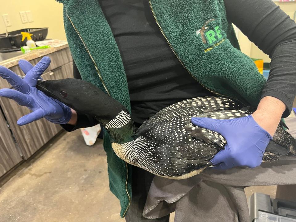 Loon at the Raptor Education Group, Inc. facility after falling from the sky.