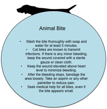 First Aid Tips: What to do in case of an animal bite