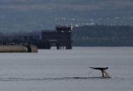 A whale is seen near the Faslane nuclear submarine base in Gare Loch