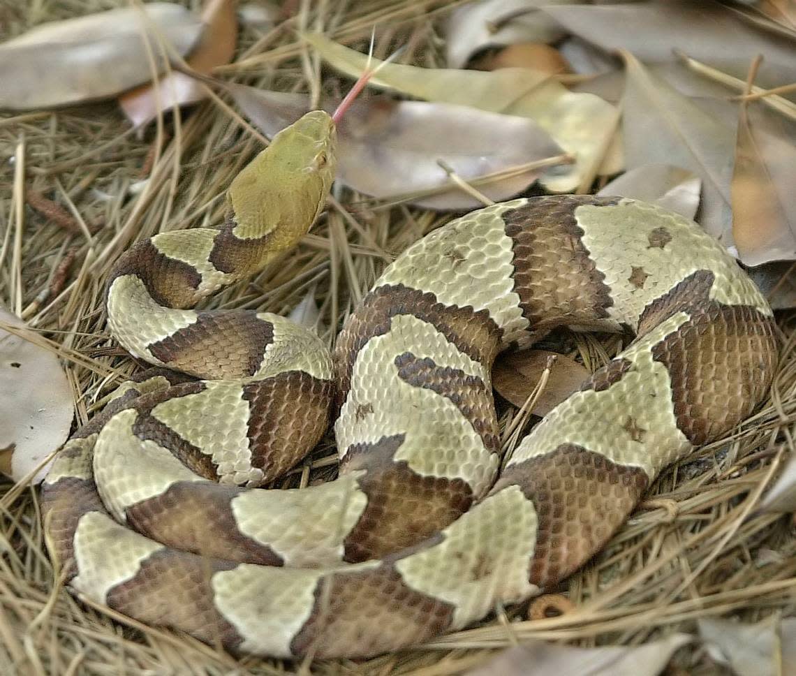 Copperhead snake LOU KRASKY/ASSOCIATED PRESS