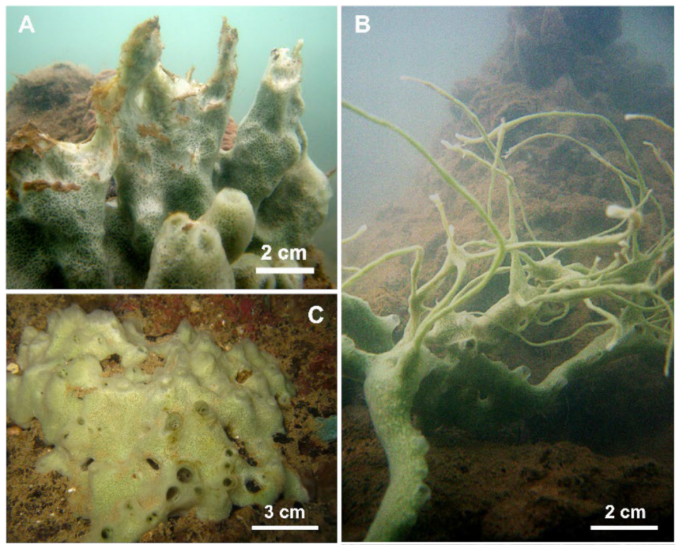 Cladocroce pansinii sponges photographed underwater.