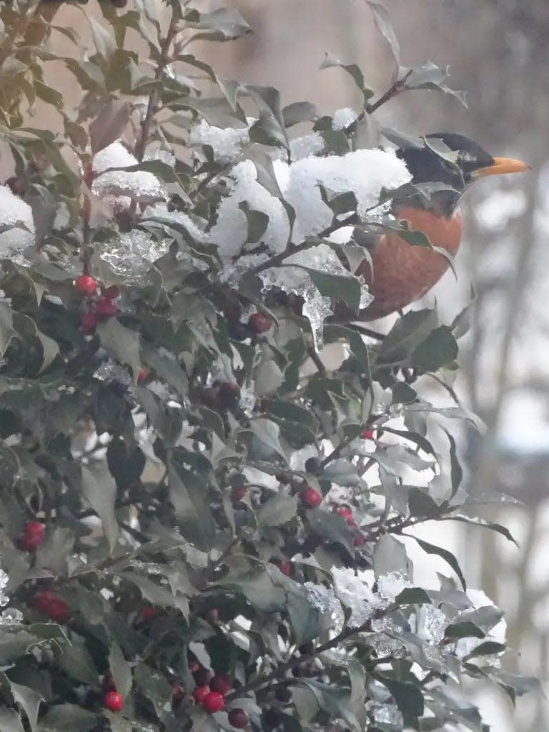 This scene shows a robin, harbinger of spring, part of the Monroe County Master Gardener Association’s mission to share information on nature, including bird watching and beekeeping.