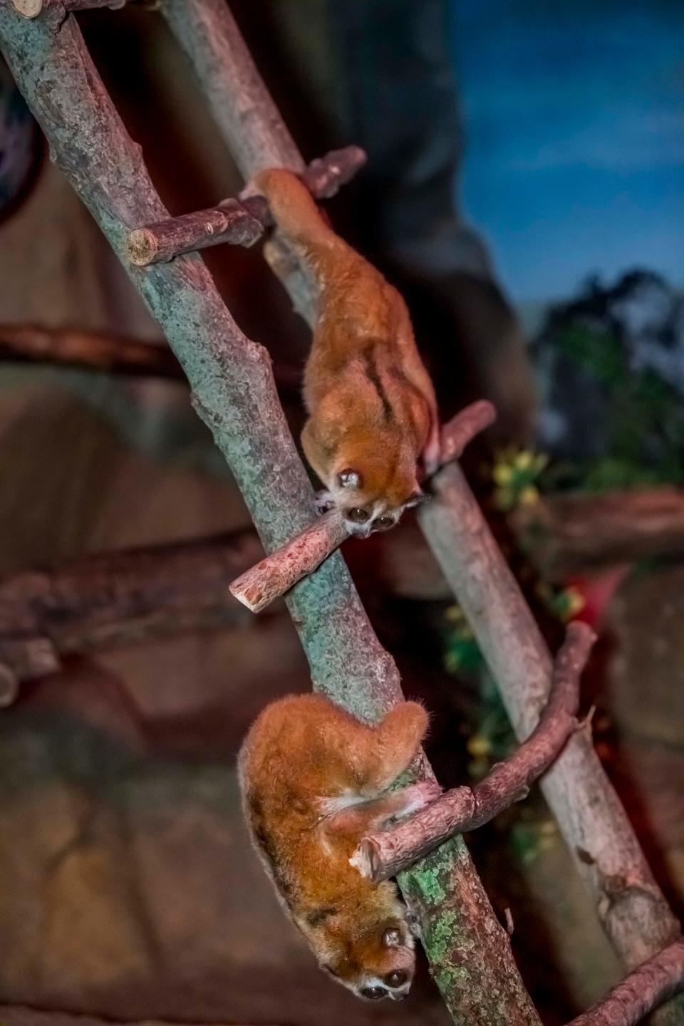 There are two pygmy slow lorises in the small mammals building at the Milwaukee County Zoo. Their names are Henderson and Chantu.