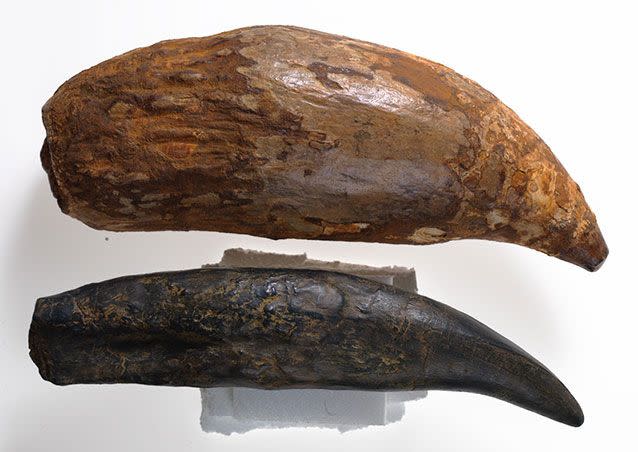 The killer whale's tooth (top) is bigger than that of the mighty T-Rex (bottom). Picture: Museum Victoria