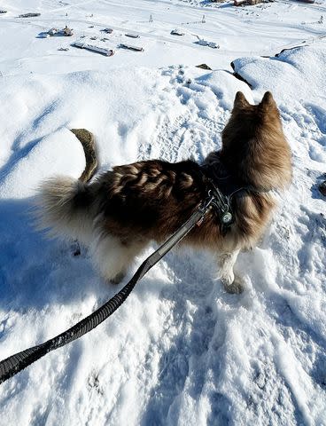 <p>Cecilia Blomdahl</p> Grim on a walk in Svalbard, Norway