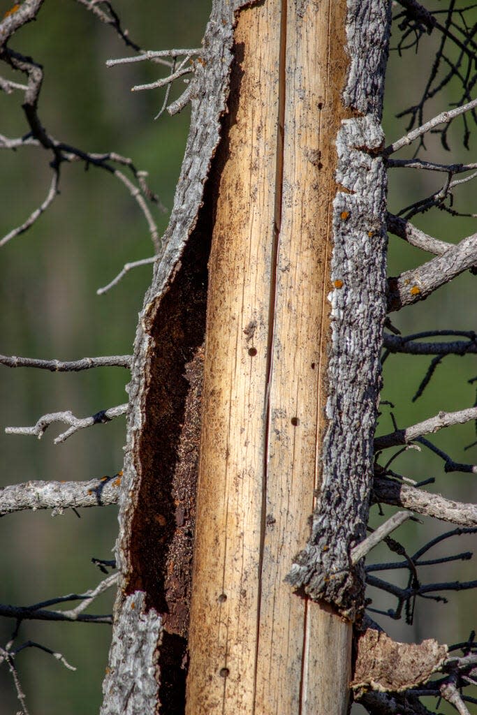 Bark falls away from a dead Engelmann Spruce tree, exposing beetle trails and the tree’s vulnerable vascular system.