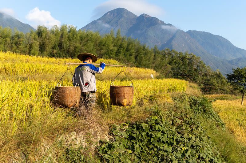 A farmer tends to his rice crop in the Yunhe terraces