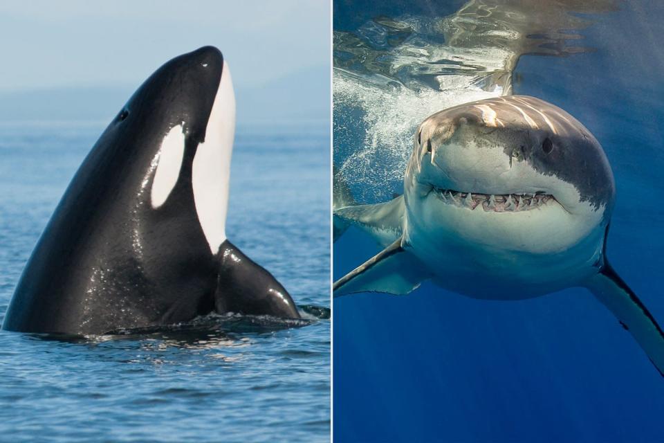 Orca whales hunting great white sharks